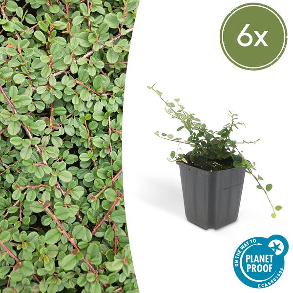 Teppichmispel Cotoneaster prostratus 'Königin der Teppiche' – ↕10-25cm – Ø9cm – 6 Pflanzen – Robuster Bodendecker – Weiße Blüten & rote Beeren – Sonne & Schatten – Pflegeleicht 