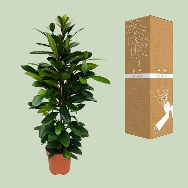 Afrikanischer Feigenbaum Ficus Cyathistipula – Zimmerpflanze – Ø21cm – 105cm Höhe – luftreinigend – pflegeleicht – exotisches Blattgrün 