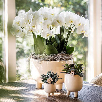 Kombi-Angebot Gummitöpfe Travertin – 3er Set Blumentöpfe Ø6cm, Ø9cm & Ø12cm – Dekotöpfe in Natursteinoptik – Pflanztöpfe für Orchideen, Zimmerpflanzen & Sukkulenten 