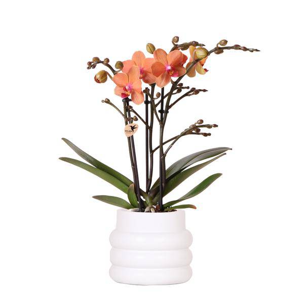Phalaenopsis Orchidee Mineral Bolzano Orange – Zimmerpflanze mit 2–3 Zweigen – Inklusive Bubble Keramiktopf Weiß Ø9cm – Edle Orchidee für Wohnzimmer, Esszimmer & Büro 