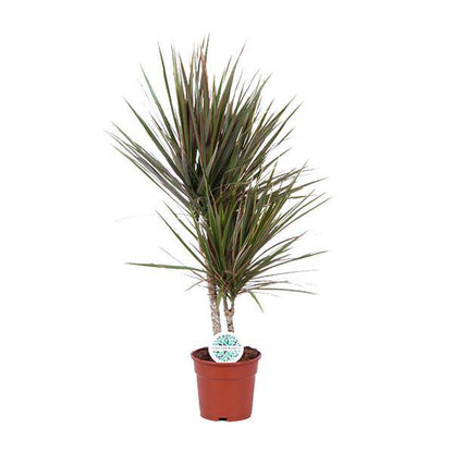 Drachenbaum - Dracaena Bicolor - Zimmerpflanze - Ø17cm - ↕75cm 