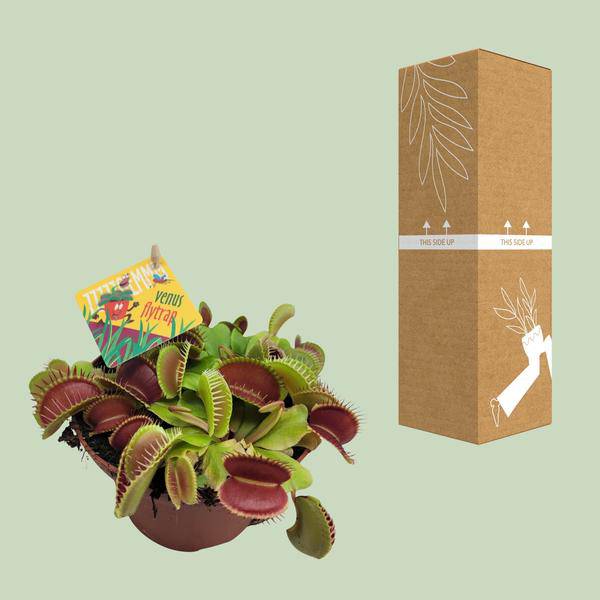Venusfliegenfalle - Dionaea Muscipula - Zimmerpflanze - Ø12cm - ↕12cm 