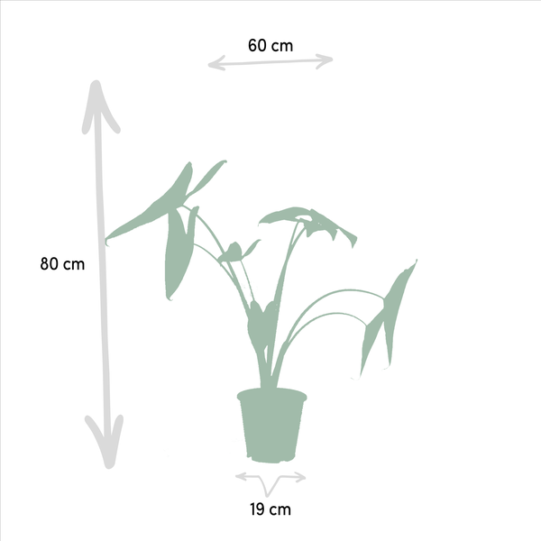 Pflanzenset - Pfeilblätter - Alocasia Zebrina - Ø19cm - ↕75cm + Alocasia Lauterbachiana - Ø19cm - ↕75cm 