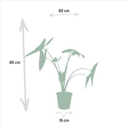 Pflanzenset - Pfeilblätter - Alocasia Zebrina - Ø19cm - ↕75cm + Alocasia Lauterbachiana - Ø19cm - ↕75cm 