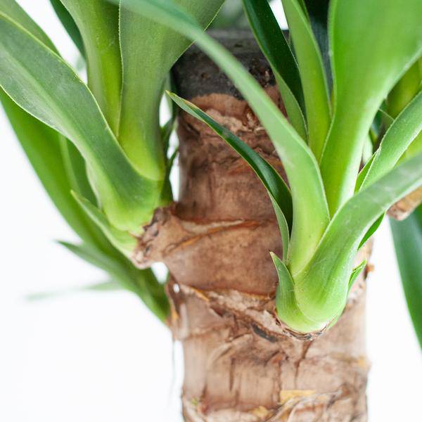 Dracaena Janet Lind 95cm – Drachenbaum Zimmerpflanze Ø21cm im weißen Viber Topf – pflegeleichte luftreinigende Grünpflanze für Wohnzimmer und Büro 