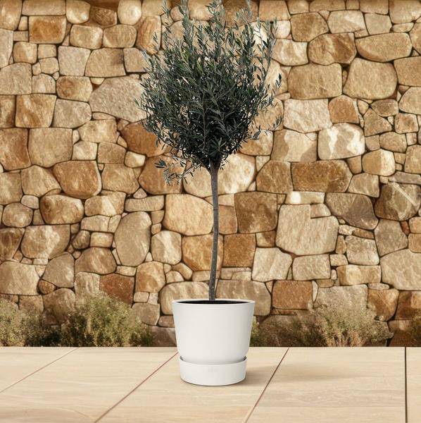 Olivenbaum – Olea Europaea 160cm – Ø24cm – Mediterrane Kübelpflanze mit silbergrünen Blättern – Edler Olivenbaum für Garten, Terrasse, Balkon & Wintergarten – Pflegeleicht 