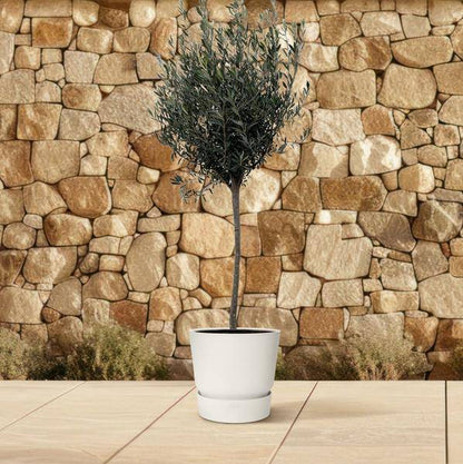 Olivenbaum – Olea Europaea 160cm – Ø24cm – Mediterrane Kübelpflanze mit silbergrünen Blättern – Edler Olivenbaum für Garten, Terrasse, Balkon & Wintergarten – Pflegeleicht 