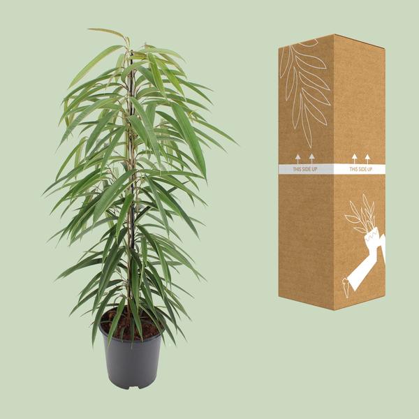 Schmalblättrige Birkenfeige - Ficus Binnendijkii Alii - Zimmerpflanze - Ø21cm - ↕80cm 