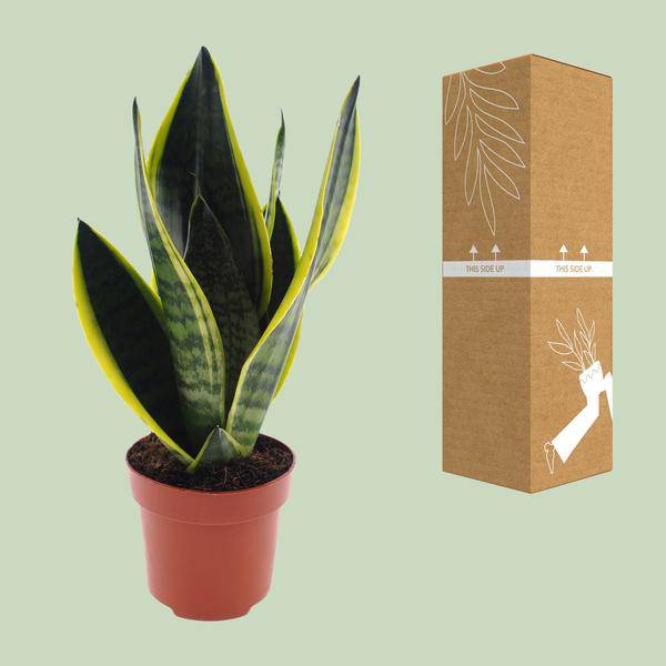 Bogenhanf - Sansevieria Futura Superba - Zimmerpflanze - Ø12cm - ↕30cm 