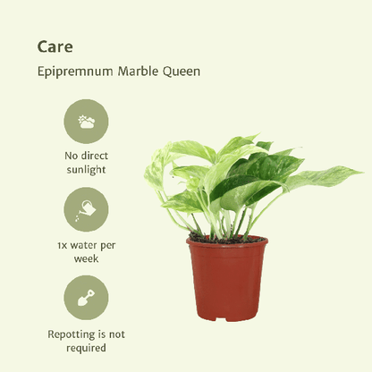 Efeutute - Epipremnum Marble Queen - Ø12cm - ↕15cm - 4 Stück 