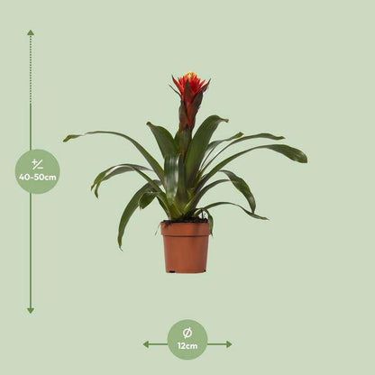 Bromelie - Guzmania Happiness - Zimmerpflanze - Ø12cm ↕45cm 