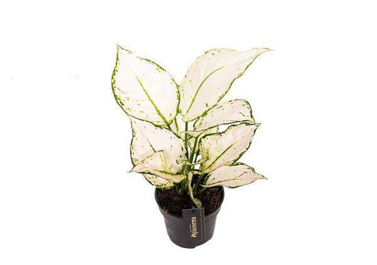 Aglaonema White Joy – Zimmerpflanze Ø12cm – Höhe bis 35cm – Pflegeleicht & Luftreinigend – Dekopflanze für Zuhause & Büro 