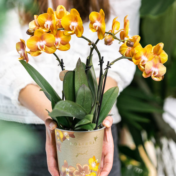 Orange-goldene Phalaenopsis-Orchidee - Jewel Las Vegas - Topfgröße Ø12cm - blühende Topfpflanze 