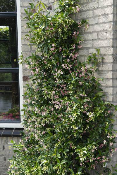 Sternjasmin Trachelospermum 'Star of Ibiza' – 2er-Set – ca. 65cm hoch im Ø15cm – Immergrüne, winterharte Kletterpflanze mit rosa Blüten – Für Balkon, Terrasse & Garten 