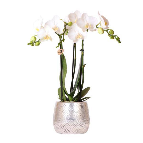 Phalaenopsis Orchidee Amabilis Weiß – inkl. Elite Keramiktopf Silber – Zimmerpflanze ca. 35cm – Edle Orchidee mit 2–3 Blütenstielen – Dekopflanze für Wohnzimmer, Esszimmer & Büro 