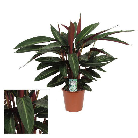 Korbmarante Calathea Stripestar – Zimmerpflanze – Ø17cm – 65cm hoch – Luftreinigend & pflegeleicht – Exotisches Blattmuster 