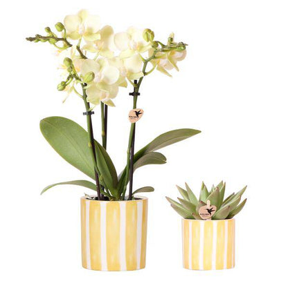 Orchidee Mexico Gelb und Sukkulente im Painted Stripe Ziertopf Gelb Ø9cm & Ø6cm – Pflanzenset – Zimmerpflanzen im modernen Design – Mediterrane Trendkollektion 
