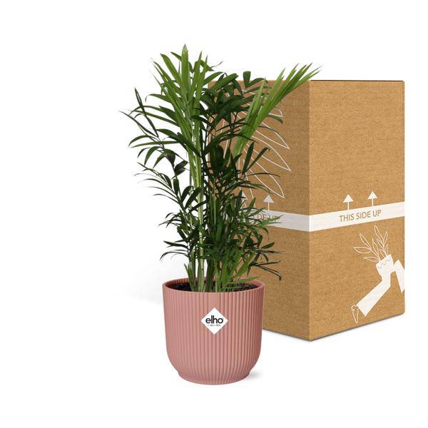 Mexikanische Bergpalme - Chamaedorea Elegans - Zimmerpflanze + Topf Vibes Fold 14cm Rosa 