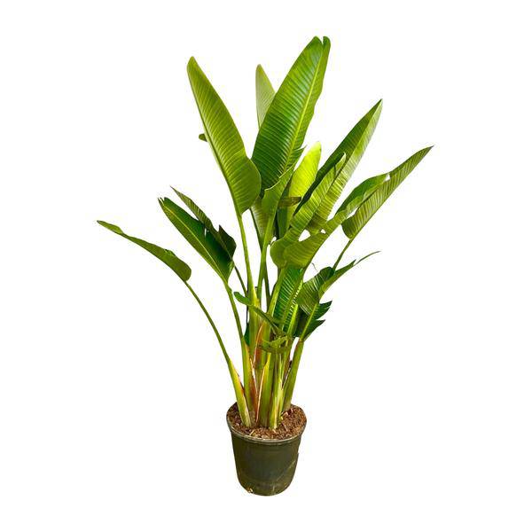 Baum-Strelitzie – Strelitzia Augusta mehrstämmig XXL – 225cm – Ø40cm – Weißer Paradiesvogel – Große Zimmerpflanze für Wohnzimmer, Büro & Wintergarten 