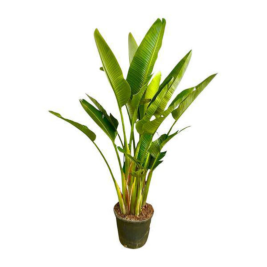 Baum-Strelitzie – Strelitzia Augusta mehrstämmig XXL – 225cm – Ø40cm – Weißer Paradiesvogel – Große Zimmerpflanze für Wohnzimmer, Büro & Wintergarten 