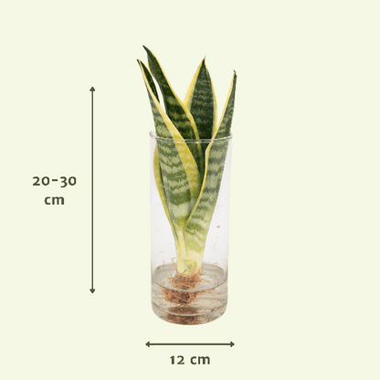 Sansevieria im Glaszylinder – Ø12cm – ↕30cm – Pflegeleichte Zimmerpflanze im dekorativen Glasgefäß – Luftreinigend & robust – Für Wohnzimmer, Büro oder Schlafzimmer 