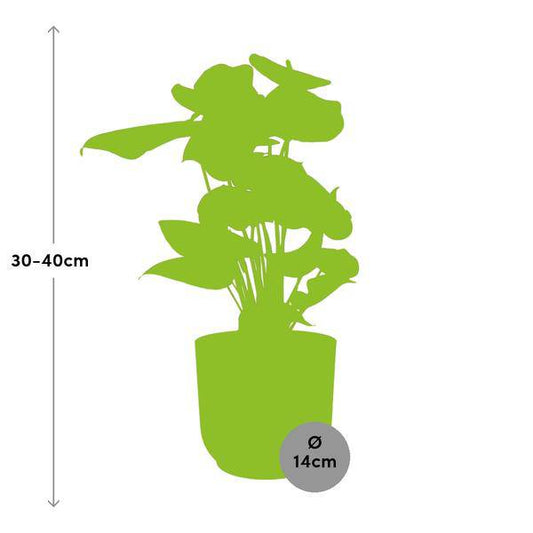 Flamingoblume Anthurium Rot – 12cm Zimmerpflanze inkl. Ziertopf Vibes Fold Rosa Ø14cm – Tropische Pflanze mit roten Blüten – Luftreinigend & pflegeleicht – Für Wohnzimmer & Büro 