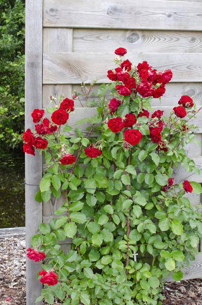 Rosen Mix - ↨65cm - Ø15cm - 3 Stück 