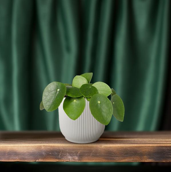 Chinesischer Geldbaum – Pilea Peperomiodes (Aluminium-Pflanze) – Zimmerpflanze – Ø12 cm – 20 cm hoch – Halbschatten – Luftreinigend – Pflegeleicht 
