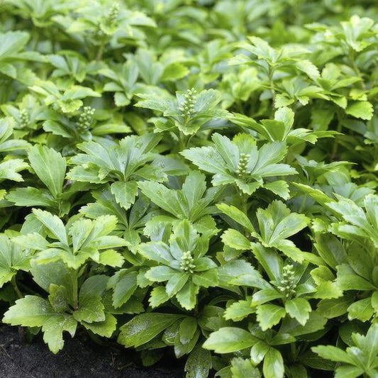 Pachysandra terminalis 'Green Carpet' – 6 Pflanzen – Schattengrün – Immergrüner Bodendecker – Weiße Blüten – Halbschatten – Pflegeleicht – Gartenpflanze 