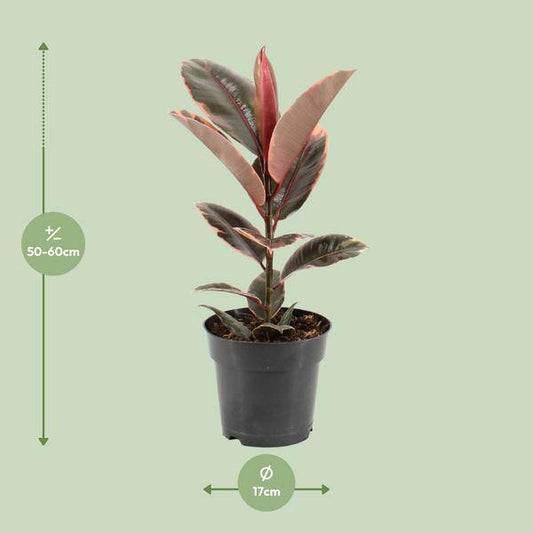 Gummibaum - Ficus Elastica Belize - Zimmerpflanze - Ø17cm - ↕55cm 