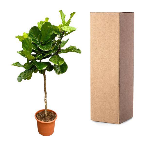 Geigen-Feige – Ficus Lyrata – Zimmerpflanze 210cm – Ø40cm – XXL-Designpflanze mit großen geigenförmigen Blättern – Exklusive Kübelpflanze für Wohnzimmer, Büro & Wintergarten – Pflegeleicht 