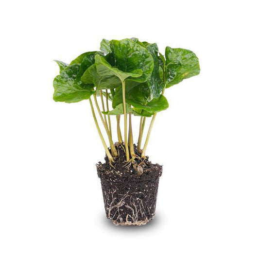Kaffeepflanze Coffea Arabica – Terrarienpflanze 6cm – Pflegeleicht & Dekorativ – Perfekt für Terrarien & Kleine Innenräume 