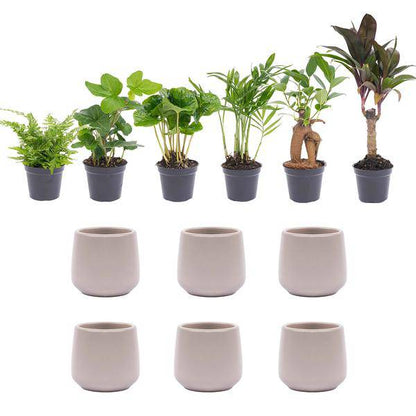 Zimmerpflanzen Set – 6 Pflanzen + Keramiktopf „Joey“ Grau Matt – Mini Urban Jungle – Pflegeleicht – Hedera, Farn, Bonsai u.a. – Topf Ø8 cm 
