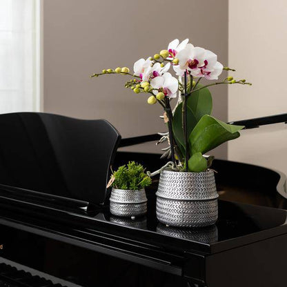 Groove Blumentopf – Goldener Keramiktopf – Ø12cm – Dekorativer Ziertopf mit markantem Rillenmuster – Mattes Finish – Für Zimmerpflanzen & Orchideen 