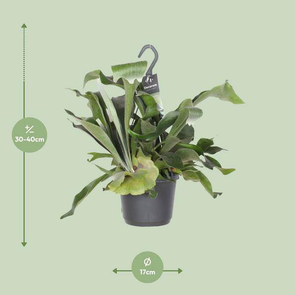 Geweihfarn – Platycerium Netherlands – Zimmerpflanze – Ø17cm ↕30cm – Epiphytischer Farn – Pflegeleicht – Luftreinigend – Dekopflanze 