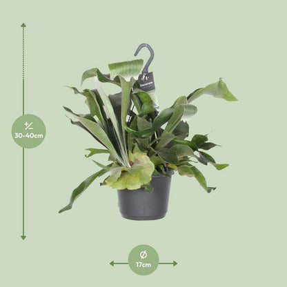 Geweihfarn – Platycerium Netherlands – Zimmerpflanze – Ø17cm ↕30cm – Epiphytischer Farn – Pflegeleicht – Luftreinigend – Dekopflanze 