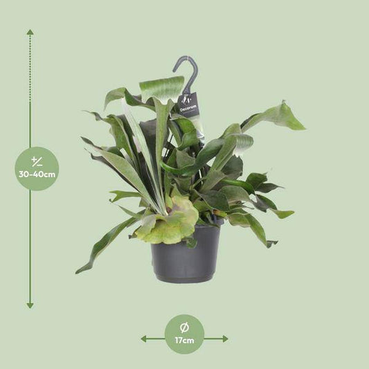 Geweihfarn – Platycerium Netherlands – Zimmerpflanze – Ø17cm ↕30cm – Epiphytischer Farn – Pflegeleicht – Luftreinigend – Dekopflanze 