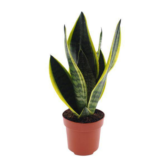 Bogenhanf - Sansevieria Futura Superba - Zimmerpflanze - Ø12cm - ↕30cm 