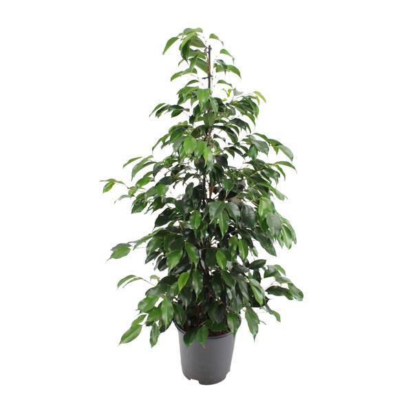Birkenfeige - Ficus benjamina Danielle - Zimmerpflanze - Ø21cm - ↕95cm 