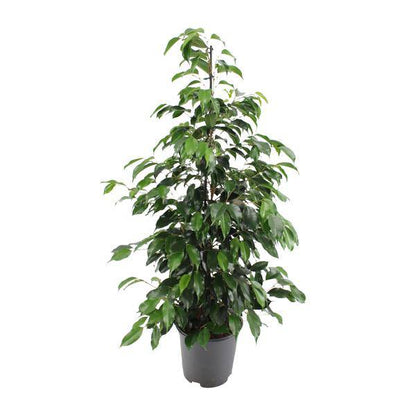 Birkenfeige - Ficus benjamina Danielle - Zimmerpflanze - Ø21cm - ↕95cm 