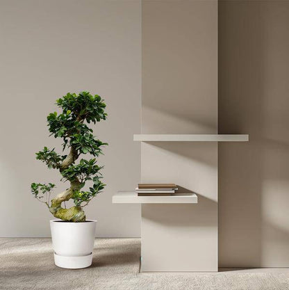 Chinesische Feige – Ficus Microcarpa Ginseng – Zimmerbonsai ca. 80–110cm hoch – Ø23cm – Bonsai-Baum für Wohnzimmer, Büro & Wintergarten 