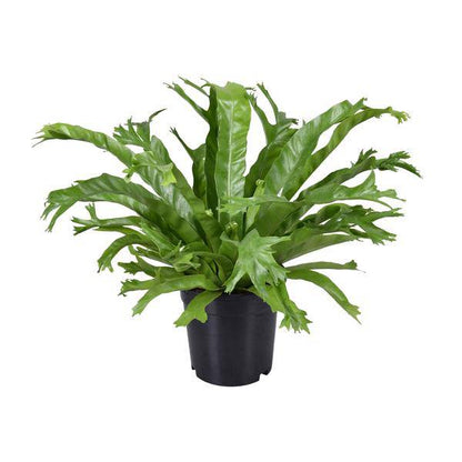 Nestfarn - Asplenium Nidus Crissie - Zimmerpflanze - Ø17cm - ↕40cm 