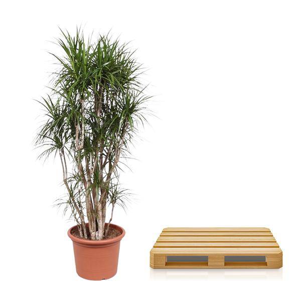 Drachenbaum - Dracaena Marginata - 220cm - ø40cm 