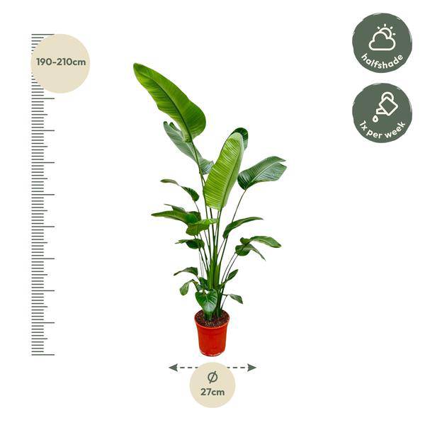 Baum-Strelitzie – Strelitzia Nicolai – Zimmerpflanze 190cm – Ø27cm – Weißer Paradiesvogel mit großen grünen Blättern – Exotische Kübelpflanze für Innen & geschützte Außenbereiche 