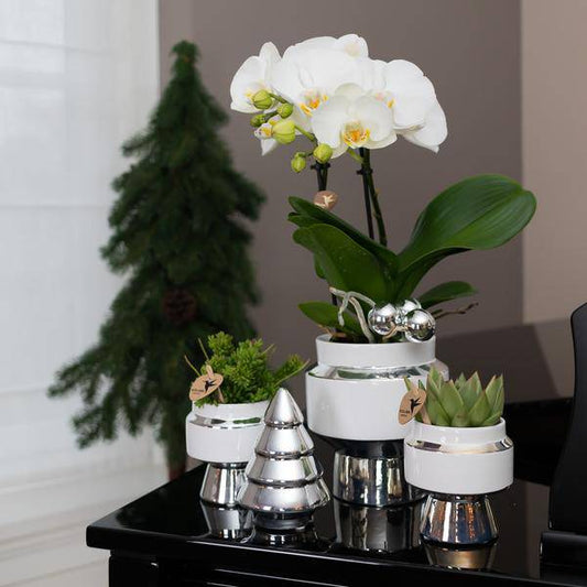 Sukkulente Echeveria Miranda – Ø9cm – Grüne Zimmerpflanze im Le Chic Keramiktopf Silber – Pflegeleicht & stilvoll – Deko-Pflanze für Wohnzimmer, Büro & Regal 