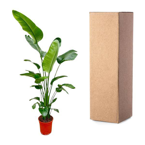 Baum-Strelitzie – Strelitzia Nicolai – Zimmerpflanze 190cm – Ø27cm – Weißer Paradiesvogel mit großen grünen Blättern – Exotische Kübelpflanze für Innen & geschützte Außenbereiche 