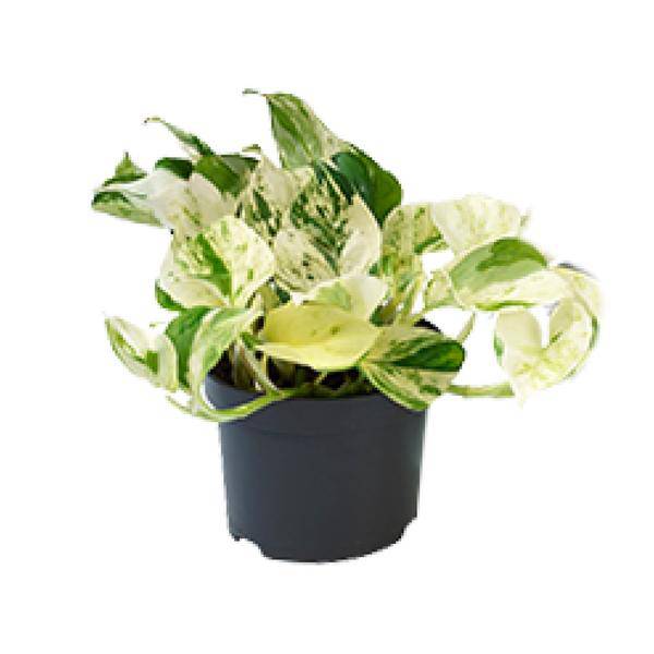 Weiß-bunte Efeutute – Epipremnum 'Happy Leaf' – Ø12cm x H15cm – Panaschierte Zimmerpflanze – Pflegeleicht – Für Halbschatten – Im Pflanztopf – Direkt aus der Gärtnerei 