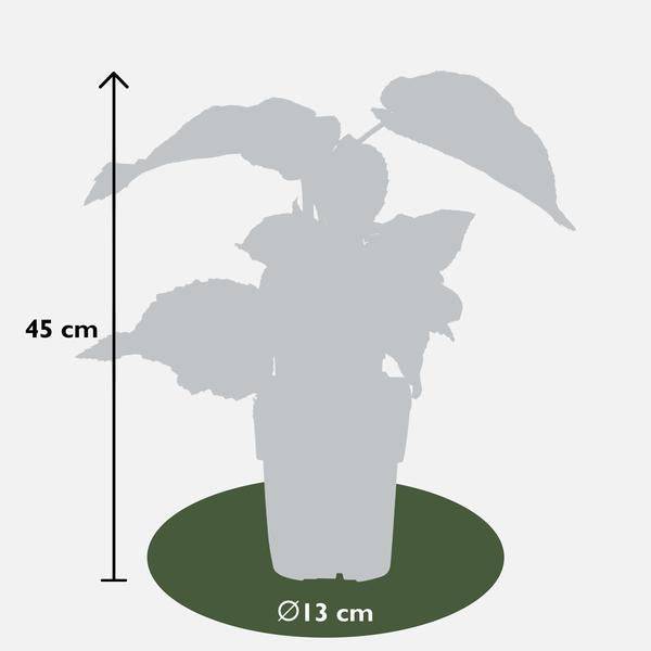 Actinidia delciosioa 'Jenny' - Kiwi - Ø13cm - ↕45cm 