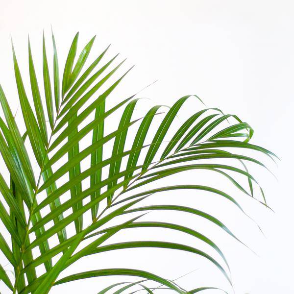 Areca-Palme Dypsis Goldfruchtpalme – Zimmerpflanze ↕100cm Ø21cm – Mit Viber Topf Weiß – Luftreinigende Tropenpflanze für Wohnzimmer & Büro – Nachhaltig & dekorativ 