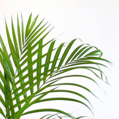 Areca-Palme Dypsis Goldfruchtpalme – Zimmerpflanze ↕100cm Ø21cm – Mit Viber Topf Weiß – Luftreinigende Tropenpflanze für Wohnzimmer & Büro – Nachhaltig & dekorativ 